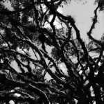 Trees in Matagalpa, Ruben Dario park