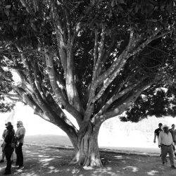 Holy tree at the site of the Monte Alban archaelogical ruins near Oaxaca in Mexico