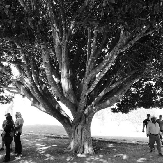 Holy tree at the site of the Monte Alban archaelogical ruins near Oaxaca in Mexico