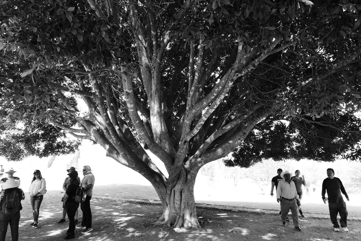 Holy tree at the site of the Monte Alban archaelogical ruins near Oaxaca in Mexico