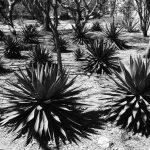 Botanical garden in Oaxaca city