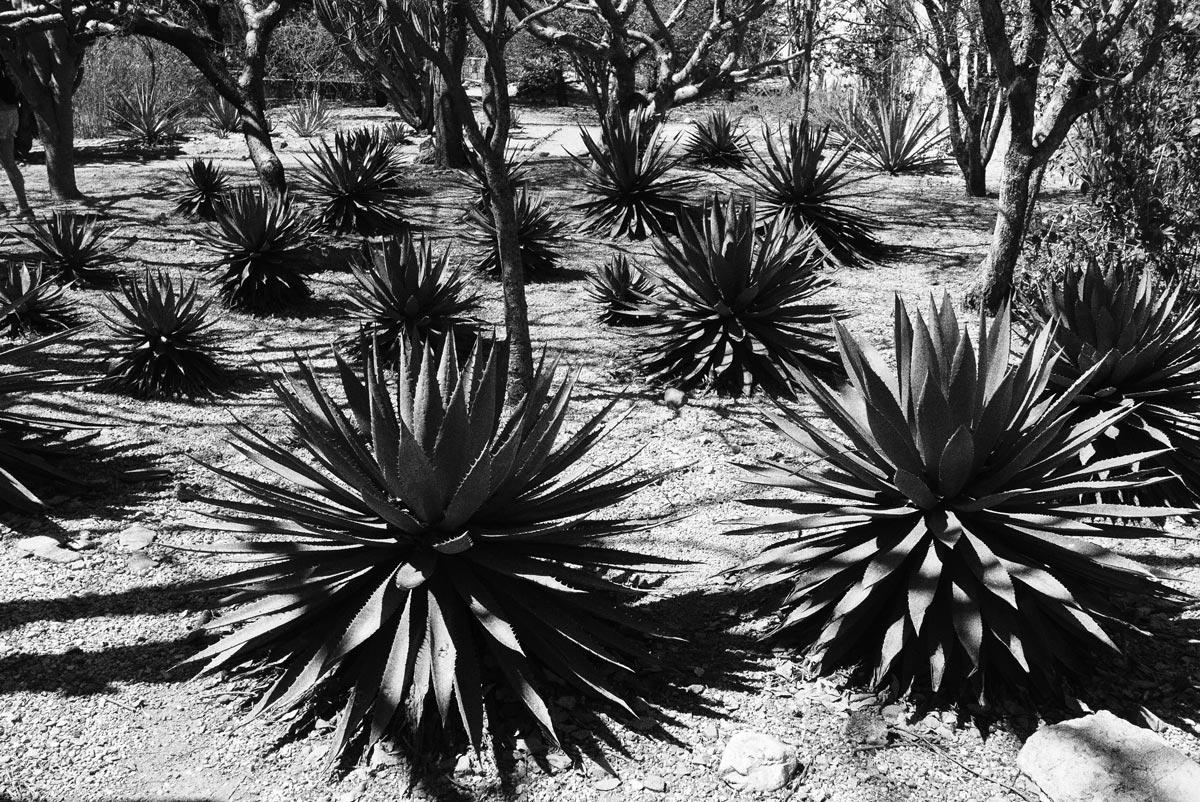 Botanical garden in Oaxaca city