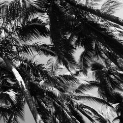 Palm trees near Playa Principal in Puerto Escondido
