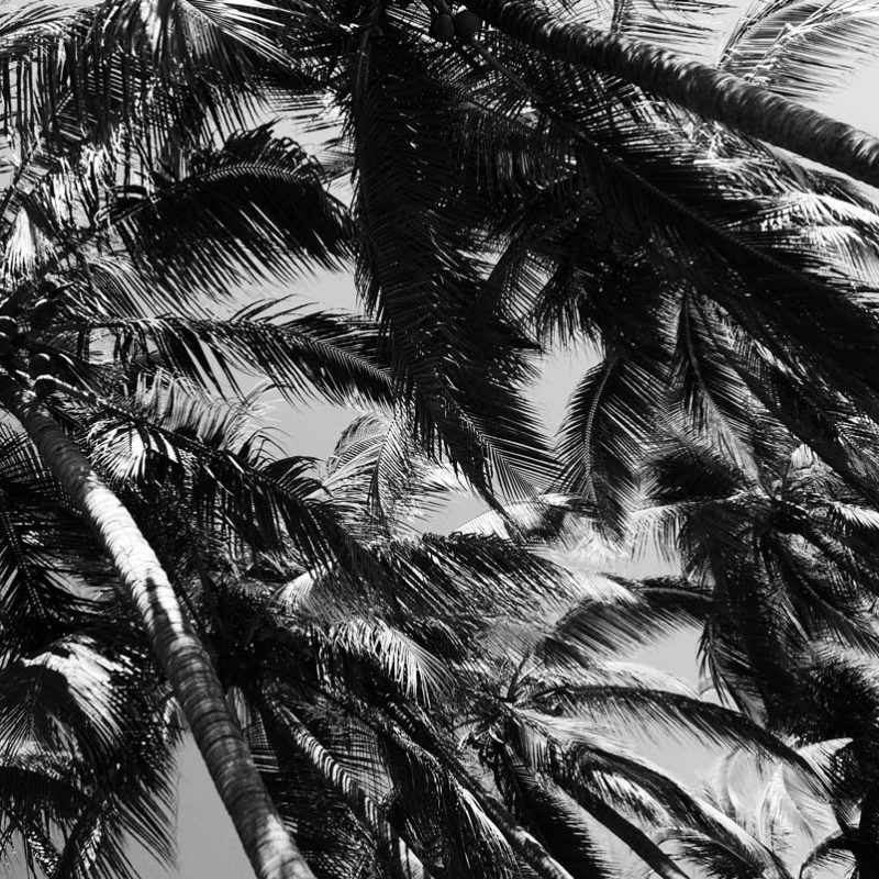 Palm trees near Playa Principal in Puerto Escondido