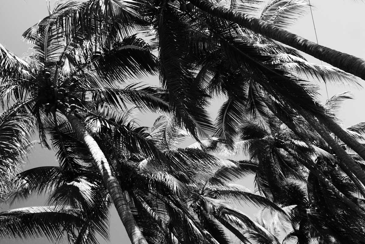 Palm trees near Playa Principal in Puerto Escondido