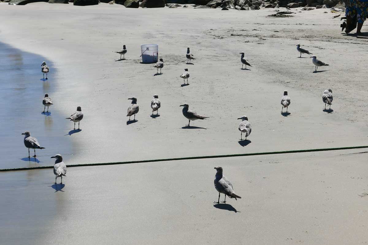 Seabirds at Playa Principal in Puerto Escondido