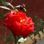 Rose in the museum of medicine in San Cristobal