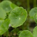 Jungle leaves in Ayampe
