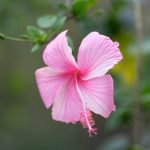 Pink flower