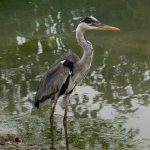 Stork in Ayampe jungle