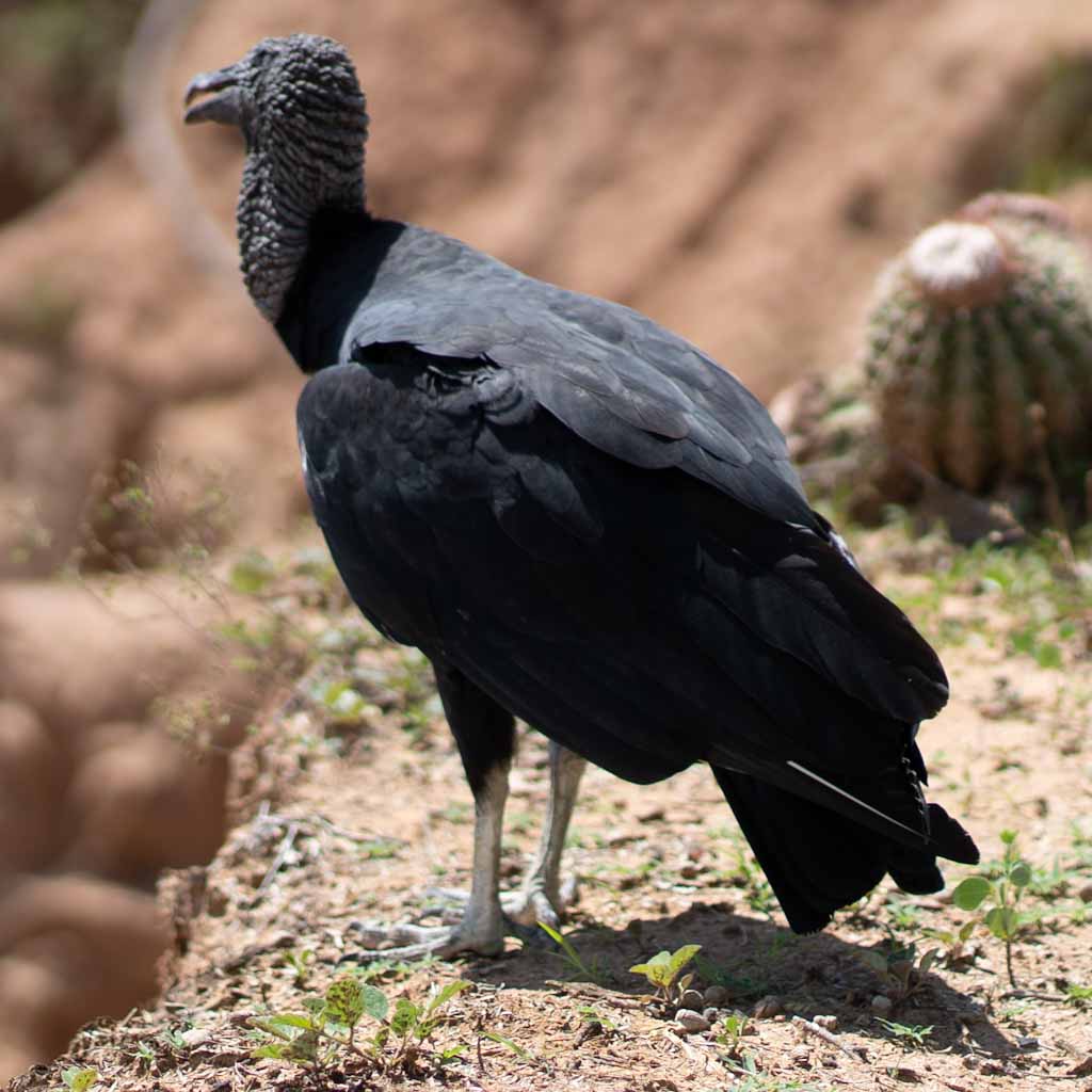 Bird in Desierto Tatacoa