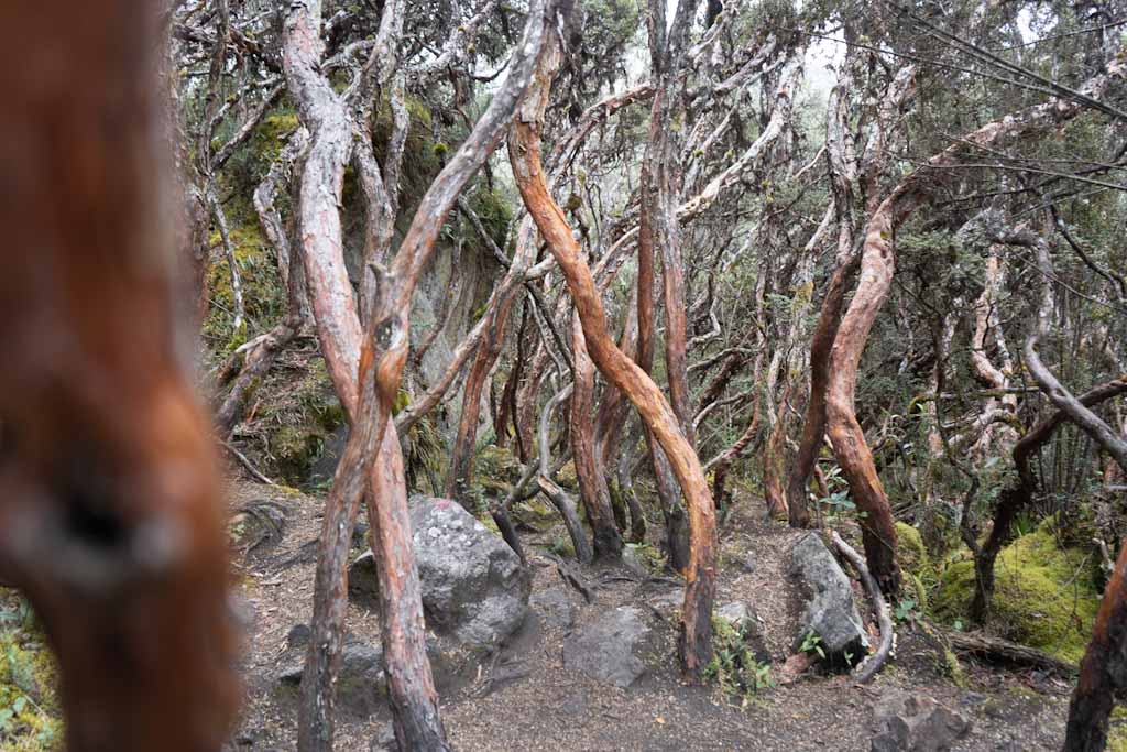 Amazing forest in Cajas
