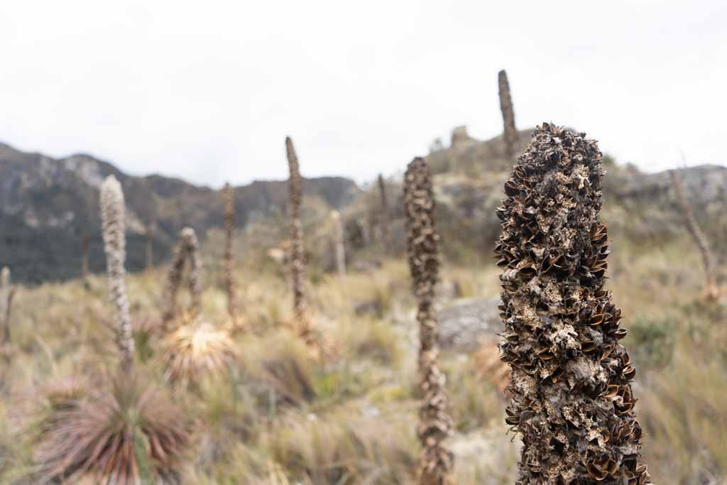Field full of joshua trees in Cajas