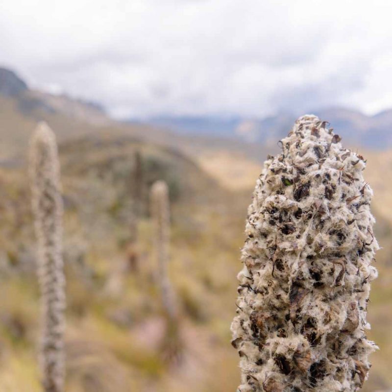 Close-up of a joshua tree in Cajas