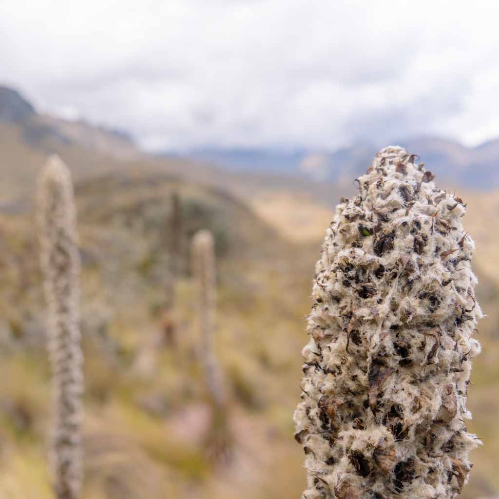 Close-up of a joshua tree in Cajas