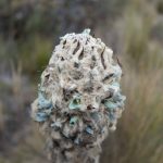 Close-up of another Cajas joshua tree