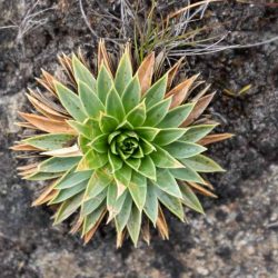 Birds eye of little plant