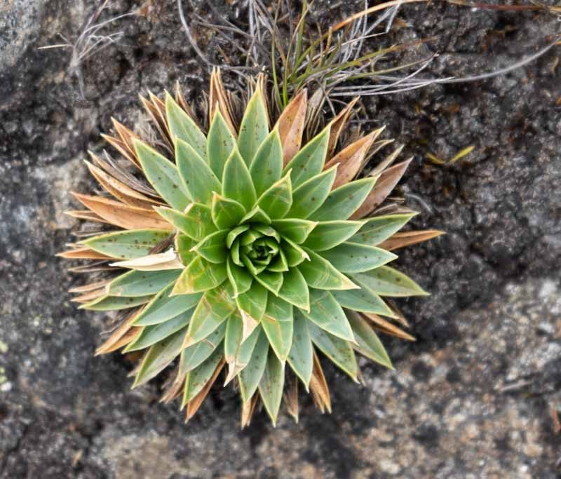 Birds eye of little plant