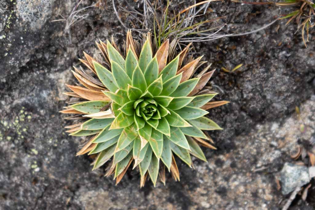 Birds eye of little plant