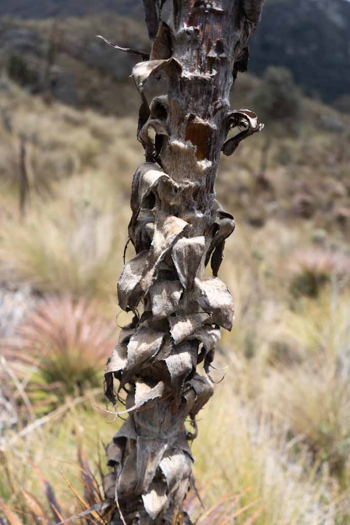 Paramo dry plant in Cajas