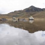 Close-up of pond in Cajas
