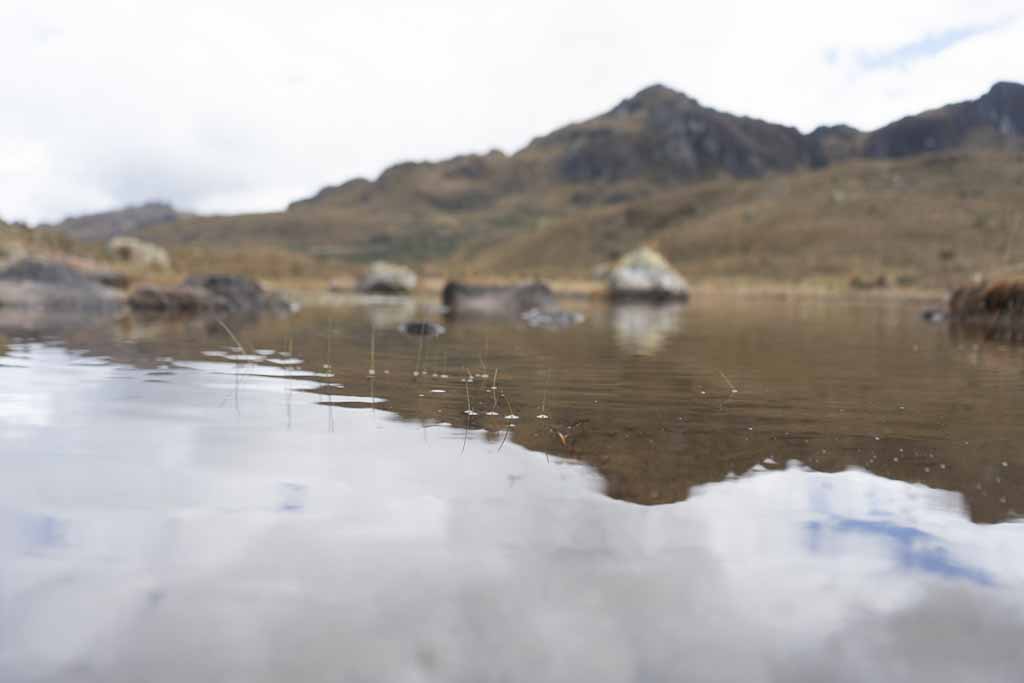 Close-up of pond in Cajas