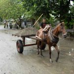 Horse and cart in Acandi