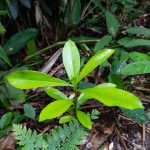 Green plant in jungle