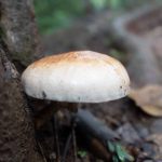 Mushroom on jungle walk Capurgana to Sapzurro