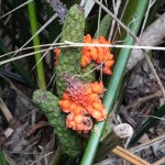 Orange plant in the jungle