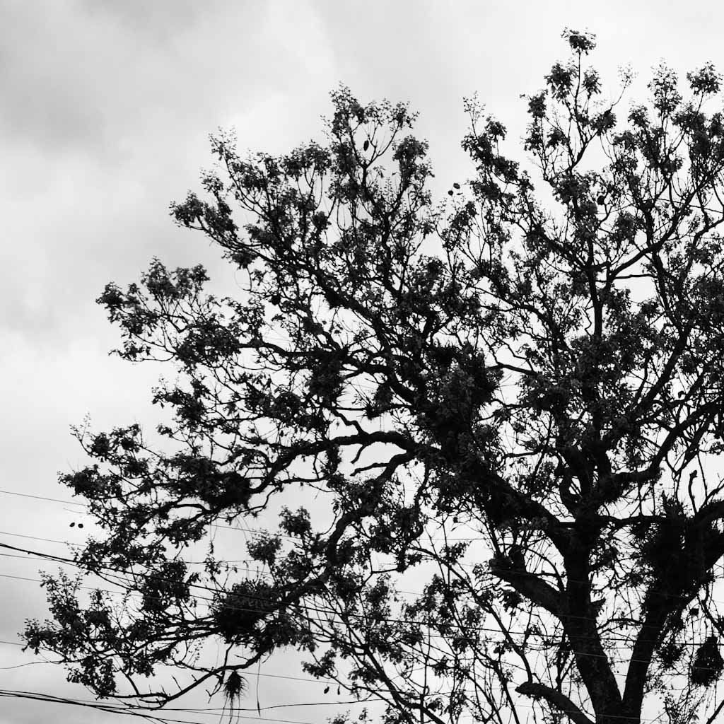 Black and white tree