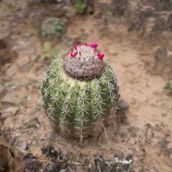 Fruit in Desierto Tatacoa