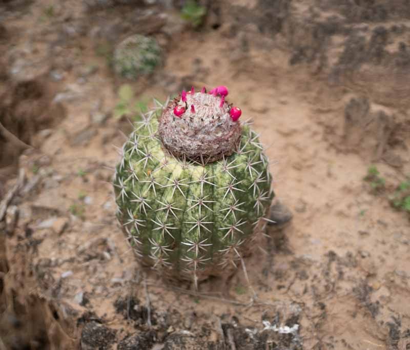 Fruit in Desierto Tatacoa