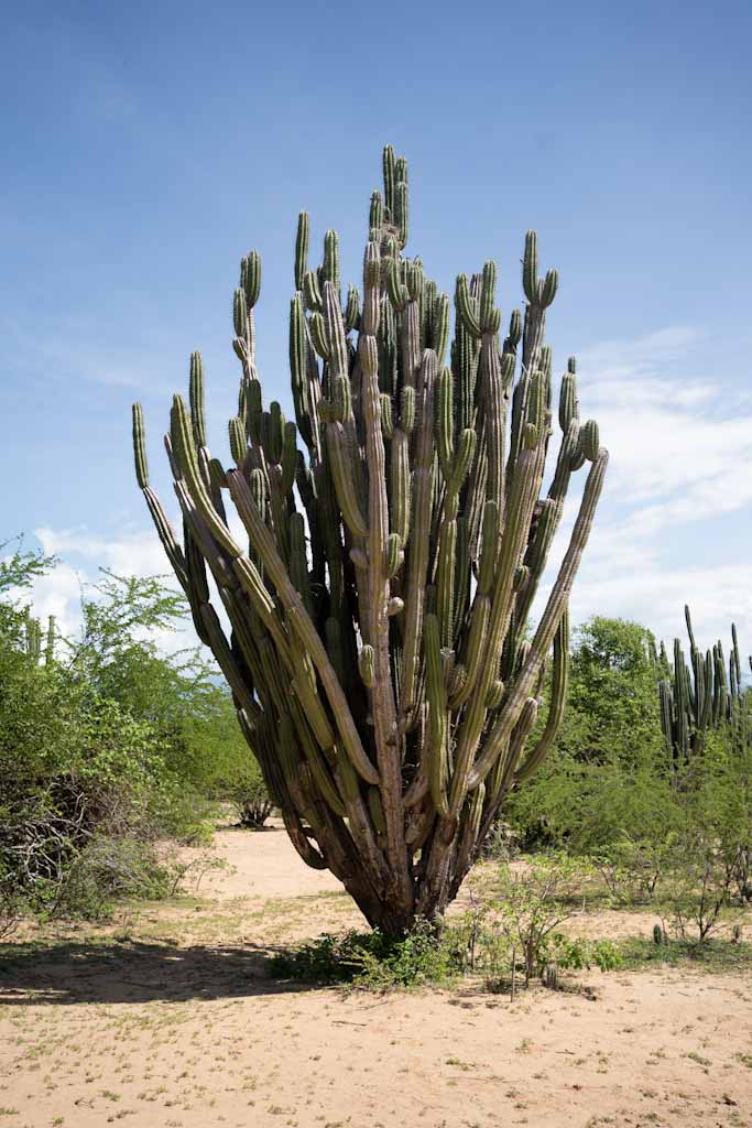 King cactus