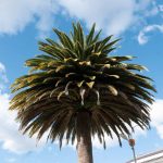 Palm tree on Parque Central in Latacunga