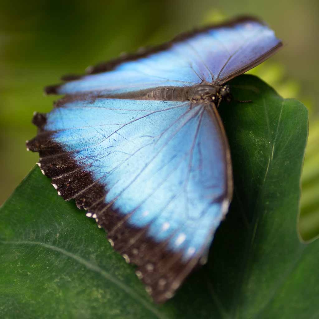 Close-up of butterfly in Mariposeria Mindo