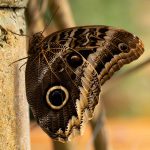 Mindo Mariposeria camouflage butterly