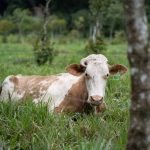 Cow relaxing on western edge of Mindo