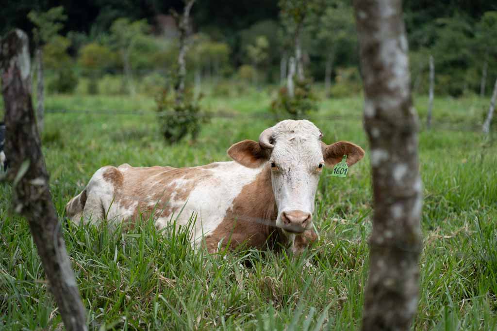 Cow relaxing on western edge of Mindo