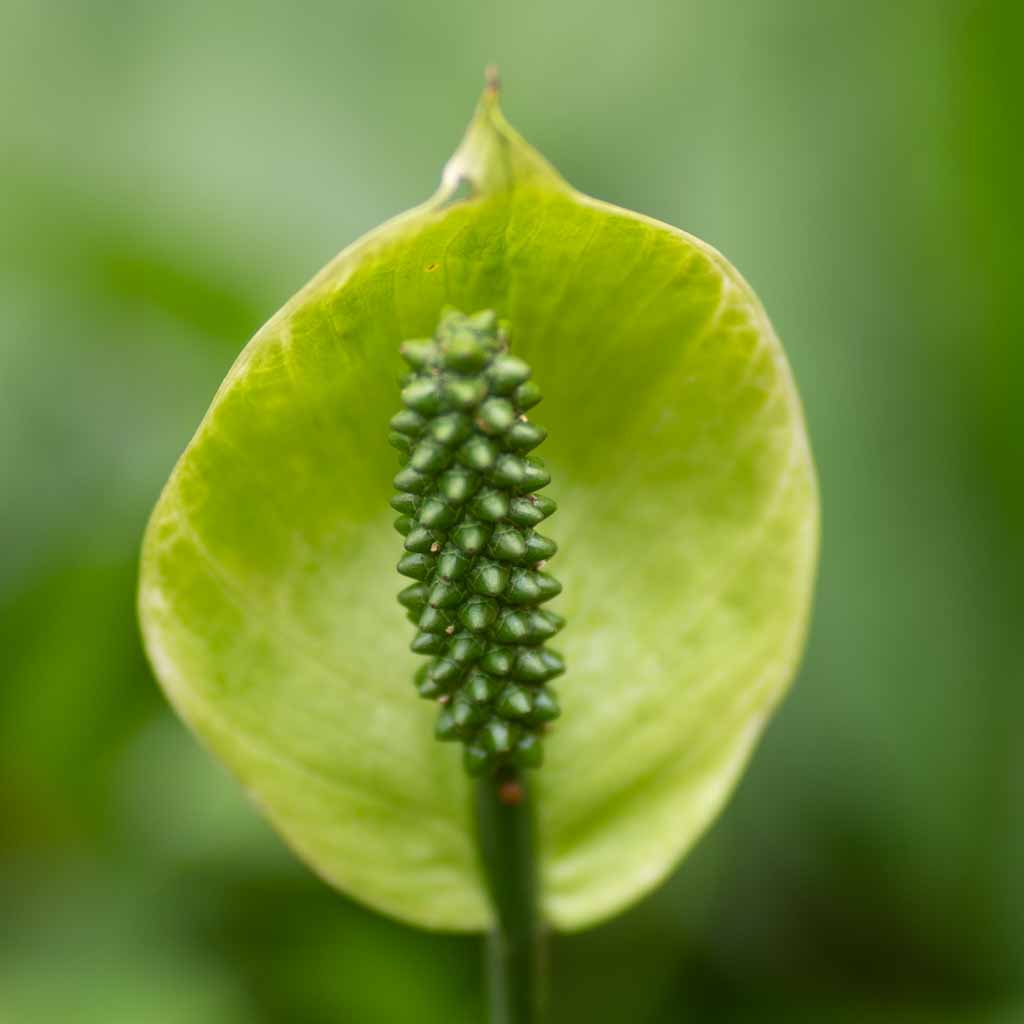 Close-up of green flower in Mindo