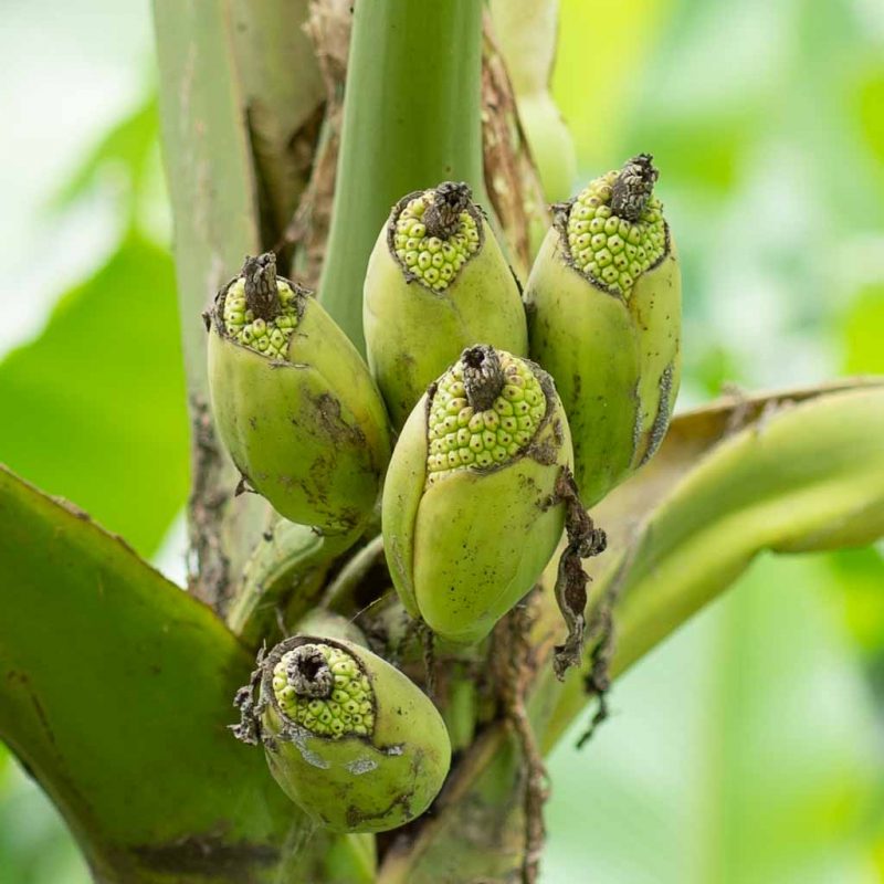 Fruit tree in Mindo