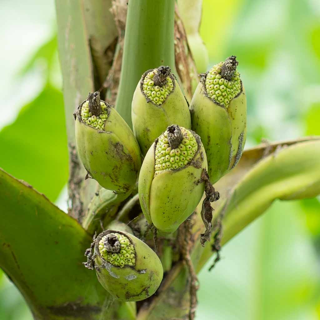 Fruit tree in Mindo