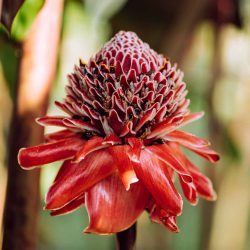 Red exploded flower in Mariposeria Mindo