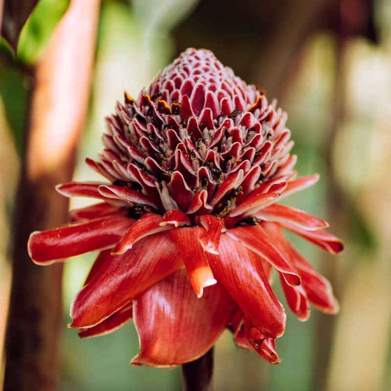 Red exploded flower in Mariposeria Mindo