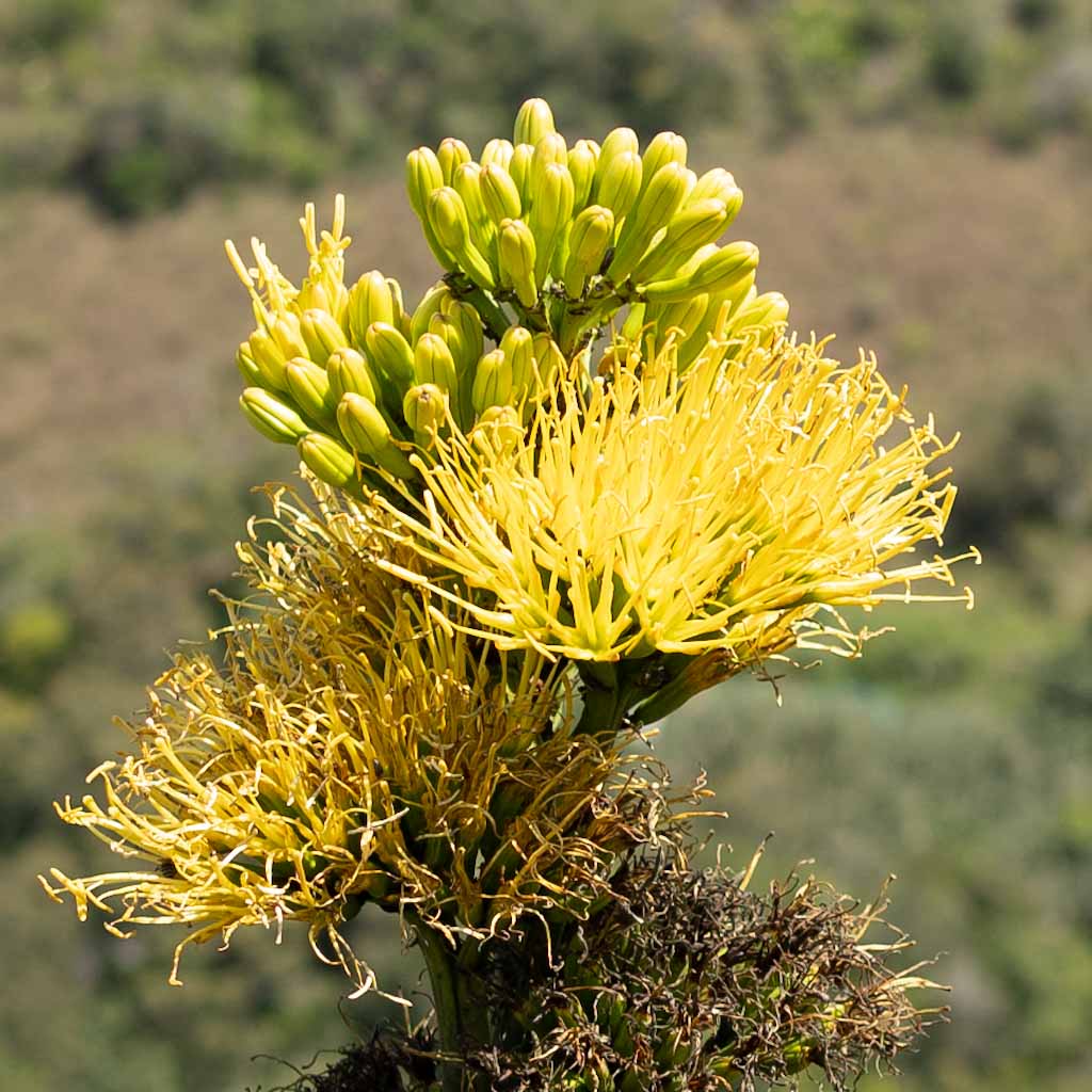 Yellow plant along the Paso de Angel hike