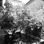 Tree in Casa de Alabado