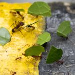 Ants at work in Rio Claro reserve