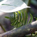 Green plant in Rio Claro reserve
