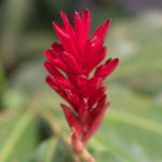 Red plant in Rio Claro reserve