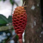 Red-yellow plant in Rio Claro reserve